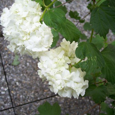 B&B Oasi Fiorita Trivero Экстерьер фото